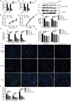 E-cadherin Plays a Role in Hepatitis B Virus Entry Through Affecting Glycosylated Sodium-Taurocholate Cotransporting Polypeptide Distribution